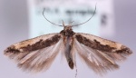 Cosmardia