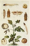 Phthorimaea