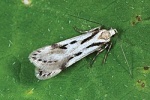 Sattleria