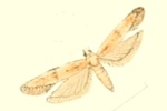 Vladimirea