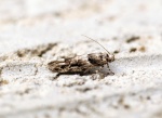 Parachronistis