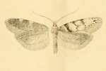 Pseudotelphusa