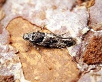 Recurvaria