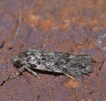 Xenolechia