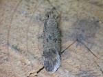 Pexicopia