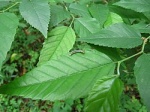 Scythropiodes