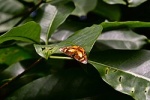 Odites