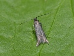 Amphisbatis