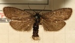 Lypusa