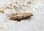 Pseudatemelia