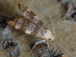 Deuterogonia