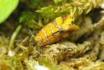 Bisigna