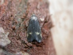 Borkhausenia