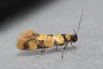 Decantha
