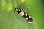 Eratophyes