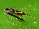 Mathildana