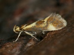 Metalampra
