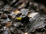 Oecophora