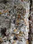 Cryptolechia