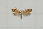 Periacma
