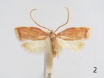 Carcina