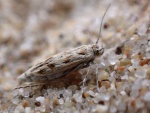 Areniscythris