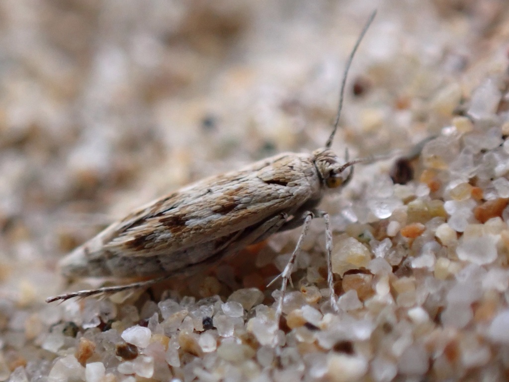 Areniscythris (Род)