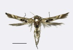 Hieromantis