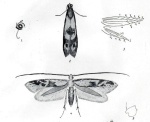 Neomariania