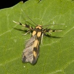 Stathmopoda