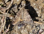 Boudinotiana