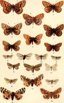 Leucobrephos