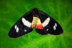 Callhistia