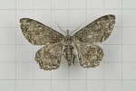 Cusiala