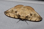 Dalima