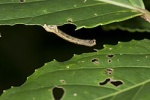 Ectropis