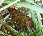 Ematurga