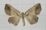 Ephemerophila