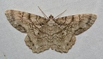 Epimecis
