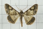 Gasterocome