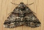Gastrinodes