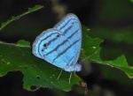 Glaucina
