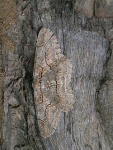 Hypomecis