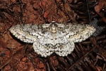 Iulotrichia