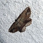 Menophra