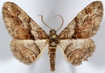 Mericisca