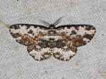 Microcalicha