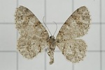 Myrioblephara