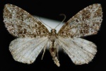 Orthofidonia