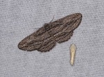 Pachyplocia